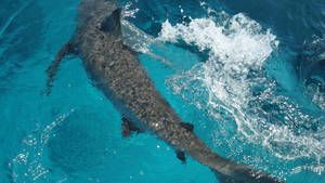Extreme Animals - Shark and Wasp photo