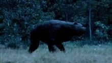 Evolutions: Bear Necessities show