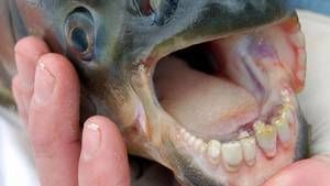 Ferocious Fish photo