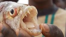 Monster Fish of the Congo show