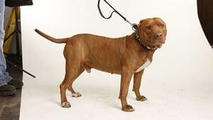 Rescued Animals photo