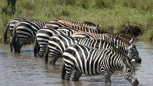 Wildebeest, Zebras, Hyenas, More photo