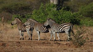 Kruger National Park photo
