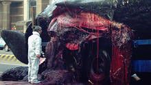 The Whale That Blew Up show