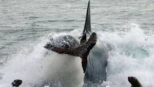 Orca Killing School images photo