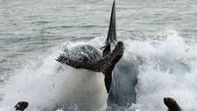 Orca Killing School images show