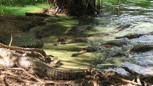Amazing Crocs photo