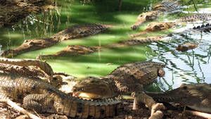Amazing Crocs photo