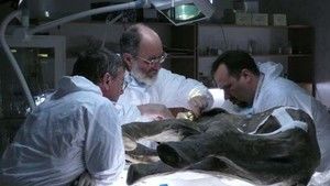 Baby Mammoth Surgery photo