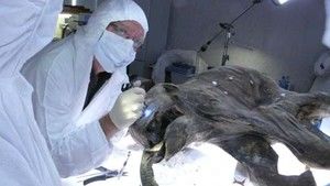Baby Mammoth Surgery photo