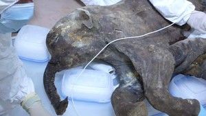 Baby Mammoth Surgery photo
