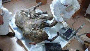 Baby Mammoth Surgery photo