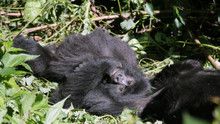 Gorilla Murders show