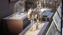 Prehistoric Predators Images show