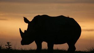 Rhino Rescue photo