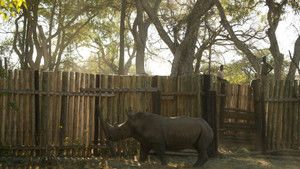 Rhino Rescue photo