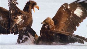Kamchatka photo
