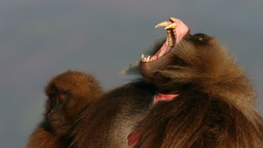 Gelada Monkeys Photos - Cliffhangers - National Geographic Channel - Asia