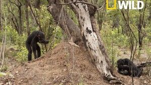 Chimps: Nearly Human photo