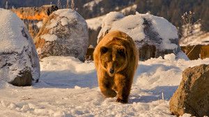 Grizzly Encounters photo