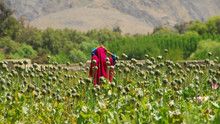Afghan Heroin show