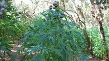 Marijuana show