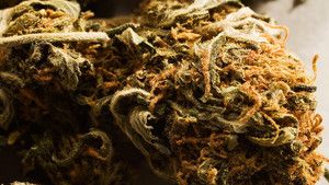 Marijuana photo