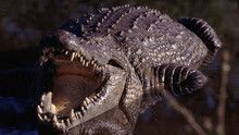 Croc Don show