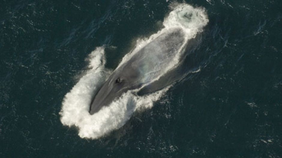 Big Blue Photos - Kingdom of The Blue Whale - National Geographic ...