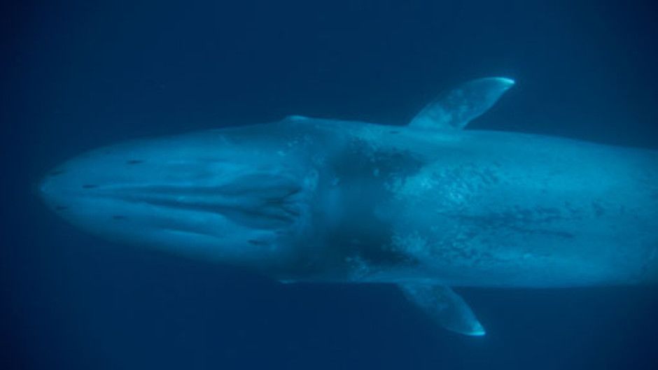 Big Blue Photos - Kingdom of The Blue Whale - National Geographic