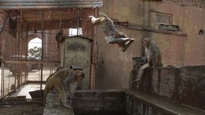 Monkey Thieves photo