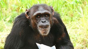 Chimp Diaries photo