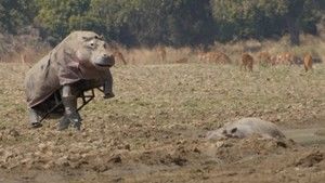 Hippo Stakeout photo