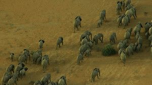 馬里象 Mali Elephants 照片