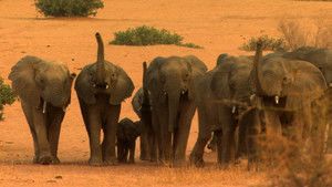 Mali Elephants photo