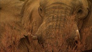 Mali Elephants photo