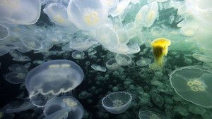 Golden Jellyfish photo