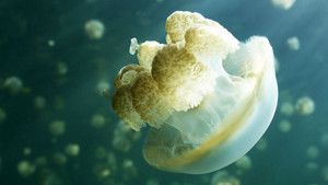 Golden Jellyfish photo