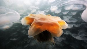 قنديل البحر الذهبي صورة