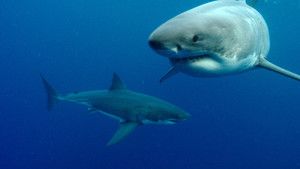 Great White Shark photo