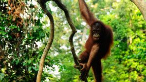 Borneo photo