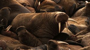 海象 Walrus 照片