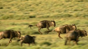 牛羚 Wildebeest 照片