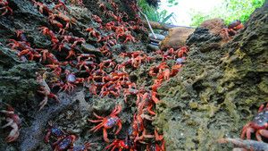 Red Crab photo