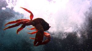 سرطان البحر الأحمر صورة