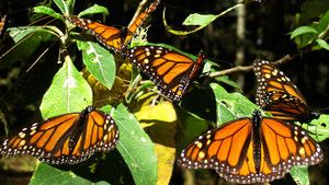 Monarch Butterflies photo