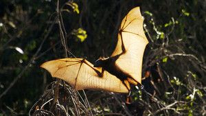 Flying Foxes photo