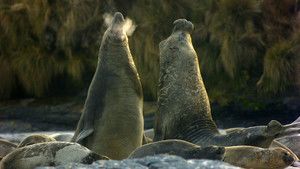 象海豹 Elephant Seals 照片