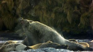Elephant Seals photo