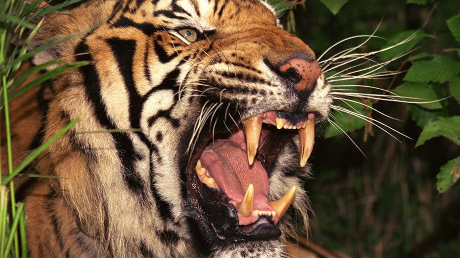 World's Deadliest Animals Photos - World's Deadliest Animals - National